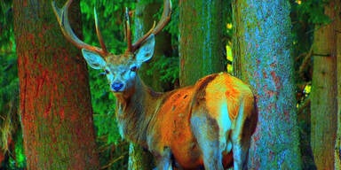 Hirschen - Da machst was mit!