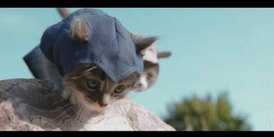 K&auml;tzchen spielen Assassin's Creed