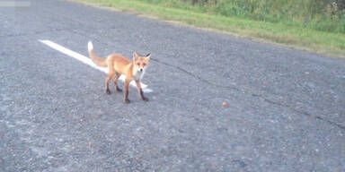 Scheuer Fuchs frisst auf Straße