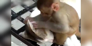 Affe nervt schlafende Katze