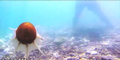 Robo-Oktopus schwimmt im Meer