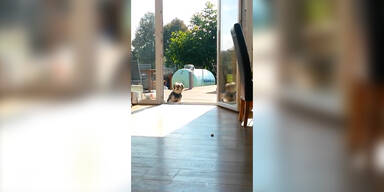 Hund steht vor unsichtbarer Tür