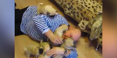 Sechs Möpse begrüßen Herrchen