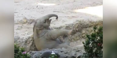 Baby-Elefant rutscht aus