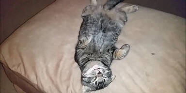 Kater träumt vor sich hin