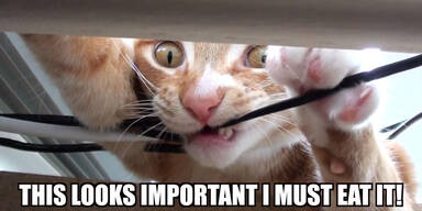 Katzen machen was sie wollen