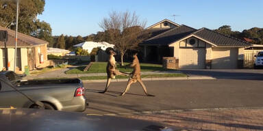 K&auml;nguruh Kampf auf offener Stra&szlig;e