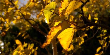 Herbstwetter mit bis zu 22 Grad