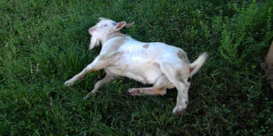 Ziege f&auml;llt in Ohnmacht