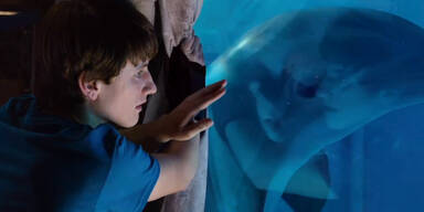 Mein Freund der Delphin 2