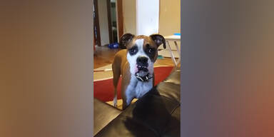 Hund möchte unbedingt aufs Sofa
