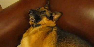 Hund wird beim Schlafen gefilmt