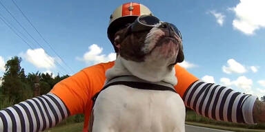 Bulldogge winkt Bikern zurück