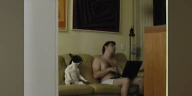 Hund tanzt Hip-Hop auf der Couch