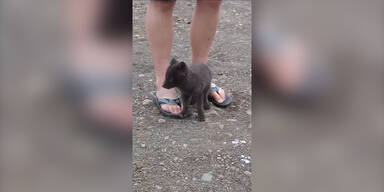 Polarfuchs-Baby will kuscheln