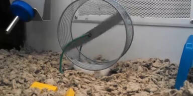 Dieser Hamster ist einfallsreich