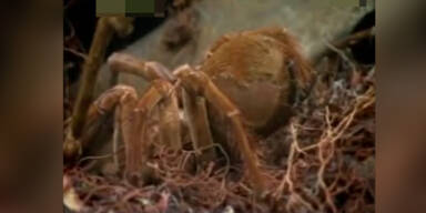 Goliath: größte Spinne der Welt