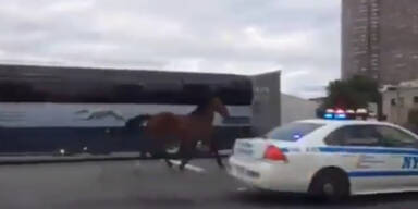 Pferd läuft durch New York