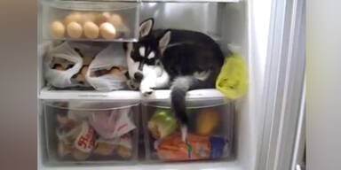 Tiefgek&uuml;hlter Husky gef&auml;llig?