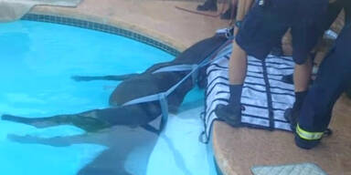 Pferd aus Pool gerettet