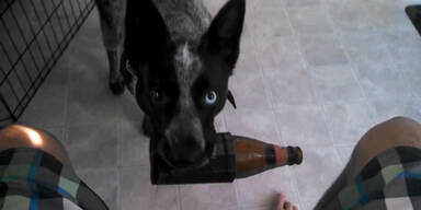 Butler-Hund bringt Bier