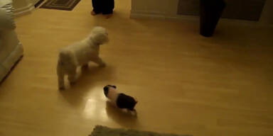 Hund ist Vorbild von Baby-Schwein