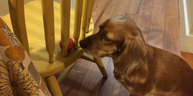 Der intelligenteste Hund der Welt?