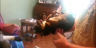 Hund spielt die perfekte Leiche