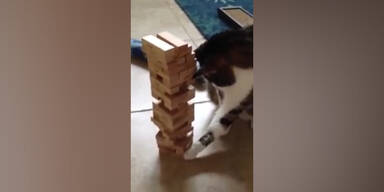 Katze spielt Jenga