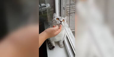 Psycho-Katze macht den Todes-Blick