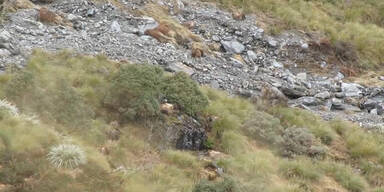 Ziegen sind Meister der Tarnung