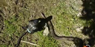 Mann lässt sich von Anaconda fressen
