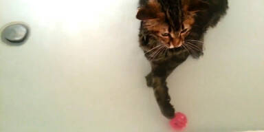 Katze planscht im feuchten Nass