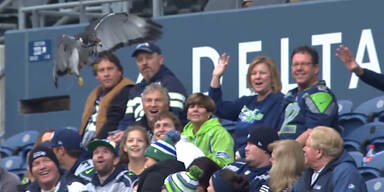 Falke landet auf Kopf von Football-Fan