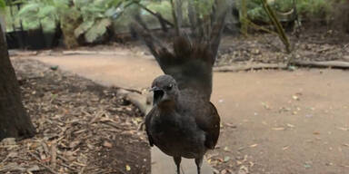 Dieser Vogel beeindruckt mit seinem Gesang