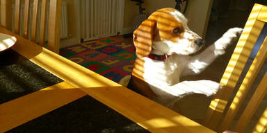 Hund tauscht Spielzeug gegen Fressen