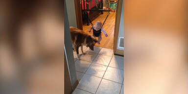 Hund bringt Baby springen bei