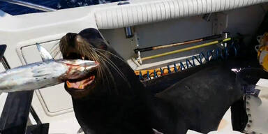 Seel&ouml;we springt auf fahrendes Boot