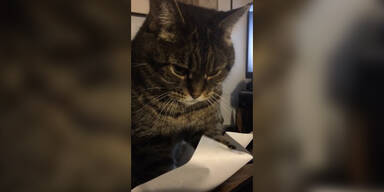 Dieser Katze wird nicht langweilig
