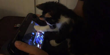 Katze spielt mit Konsole