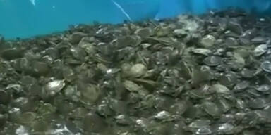 Illegaler Markt: Schildkröten gerettet