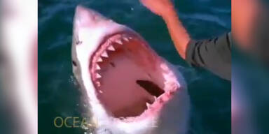 Fischer streichelt einen weißen Hai