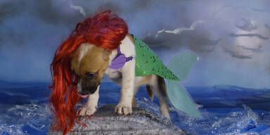 Arielle - die Hunde-Meerjungfrau