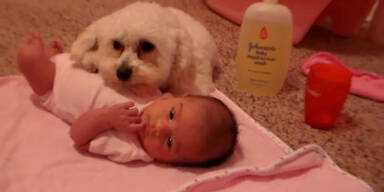 Pudel beschützt kleines Baby