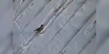 Vogel hat irren Spaß beim Snowboarden