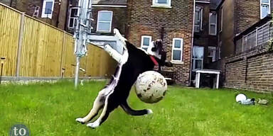 Diese Hunde sind sehr tollpatschig