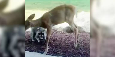 Waschb&auml;r spielt mit Reh