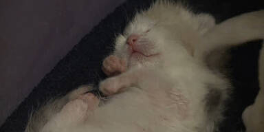 Katze adoptiert Pitbull-Welpen