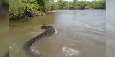 Die gr&ouml;&szlig;te Schlange der Welt