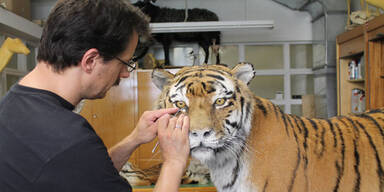 Naturhistorisches Museum: Die präparierte Welt